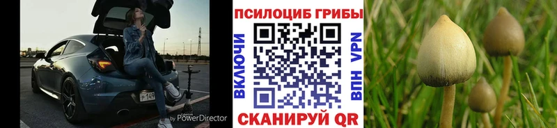 Псилоцибиновые грибы Cubensis  Юрьев-Польский 